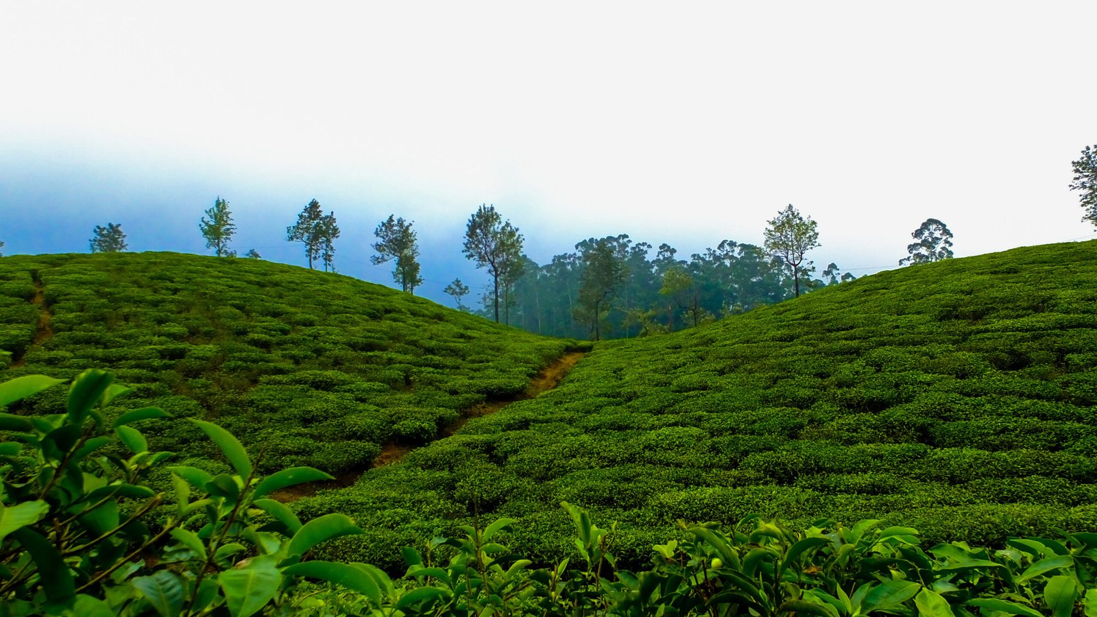 india-forest-cool-hill-station-fog